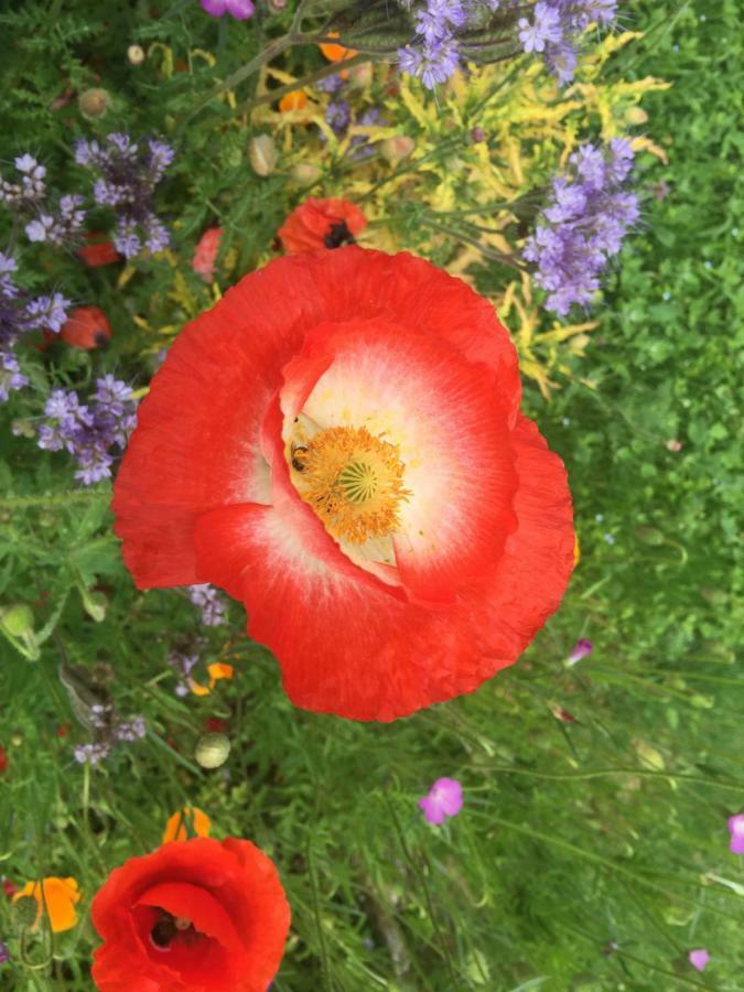 Appartamento Jolie Halte Normande Balines Esterno foto